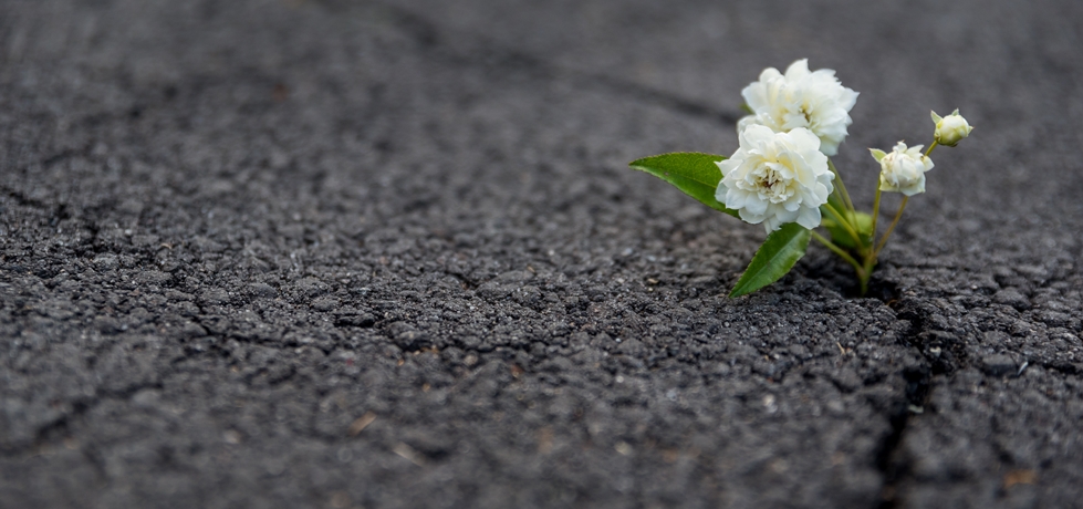 flor resiliente crescendo fora da rachadura no asfalto
