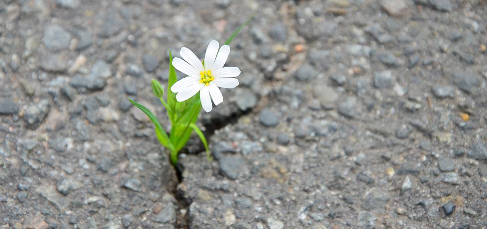 FLOR NO MEIO DE UMA RACHADURA