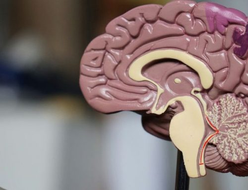 Anatomia e funções do cérebro