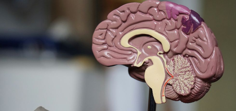 Anatomia do cérebro
